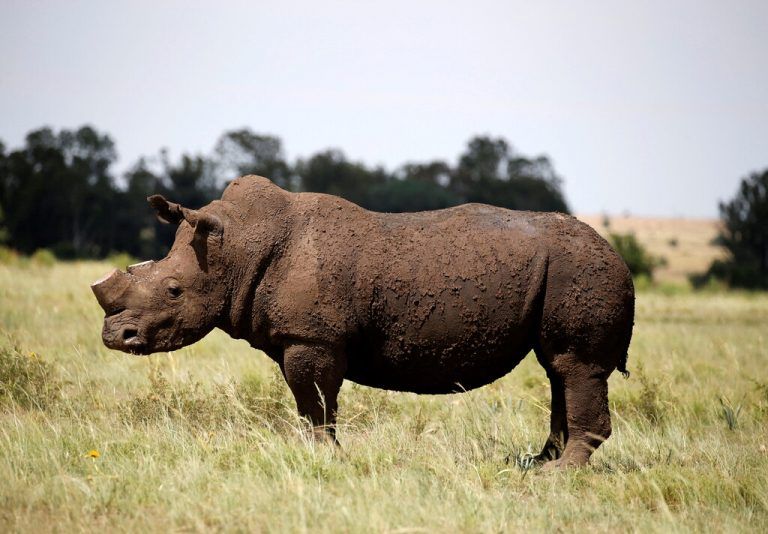 Spitzmaulnashörner sind vom Aussterben bedroht. In Südafrika werden sie enthornt, um Wilderei zu verhindern. Reuters