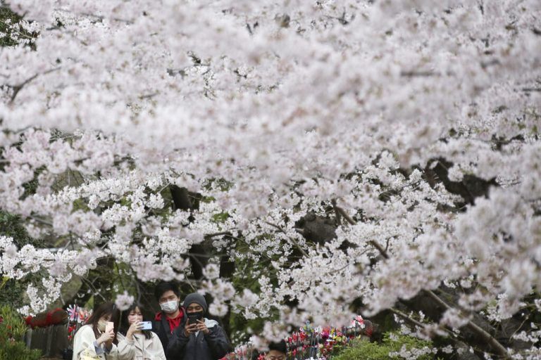 Tokio blüht auf: Die zarten Kirschblüten gelten in Japan als Symbol von Leben, Tod und Wiedergeburt. Das Aufblühen der Bäume ist einer der Höhepunkte des japanischen Kalenders. AP