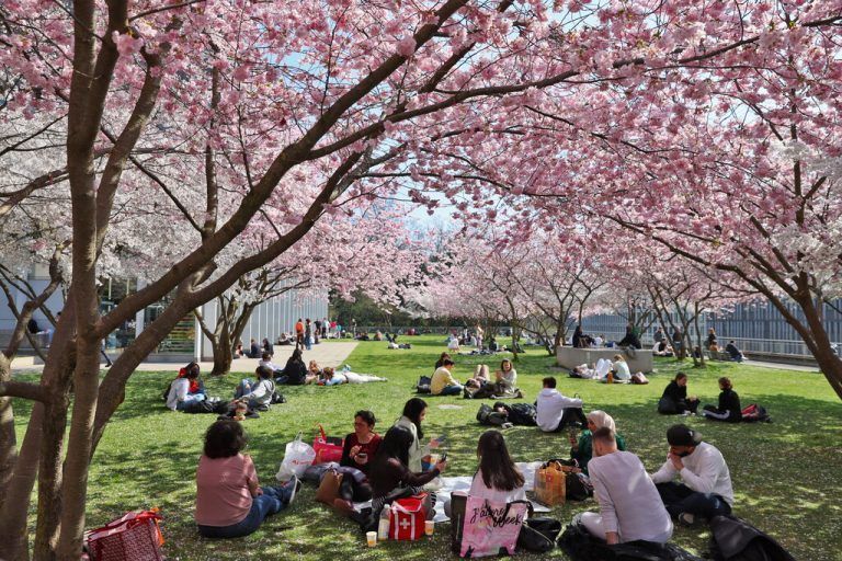 Unter Kirschblüten genießen diese Menschen das Frühlingswetter in einem Park in Lausanne in der Schweiz. Reuters