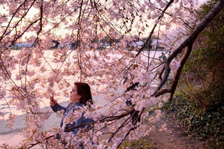 Während des Sonnenaufgangs fotografiert eine Spaziergängerin die Kirschblüten am Tidal Basin in Washington DC. AFP
