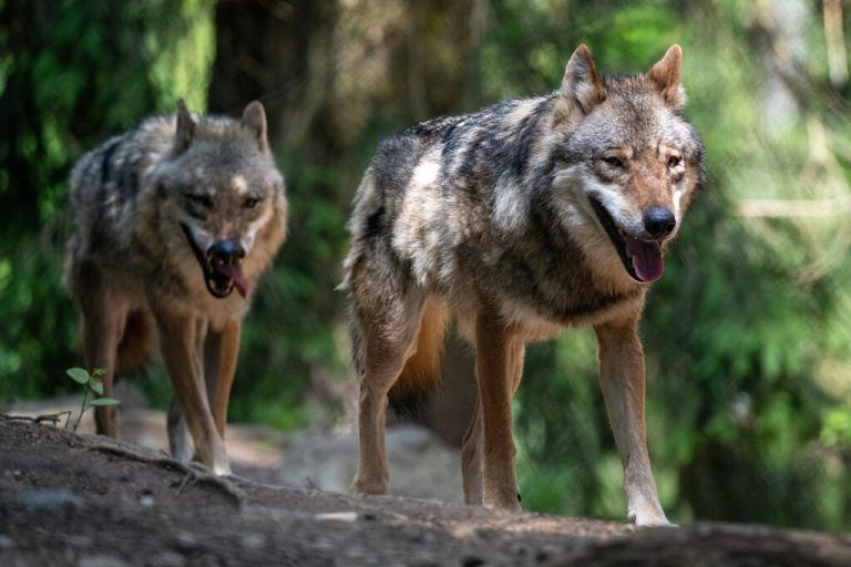 Verdacht auf Bildung eines Wolfsrudels nahe der Grenze. »A6