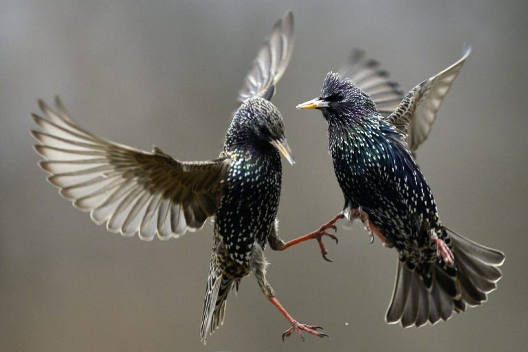 Zwei Stare (Sturnus vulgaris) kämpfen in der Nähe der Stadt Pomáz in Ungarn miteinander. MTI/AP