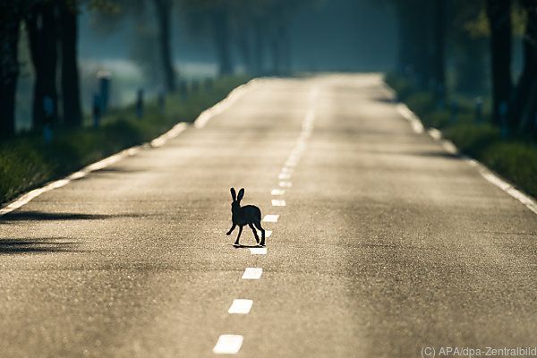 Jährlich 20.000 tote Hasen im Straßenverkehr