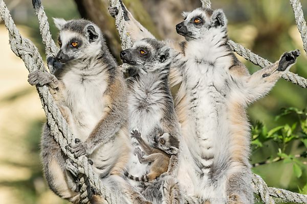 Katta-Nachwuchs im Wiener Tiergarten Schönbrunn