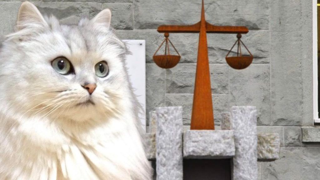 Streit um Kater nimmt beträchtliche Ausmaße an