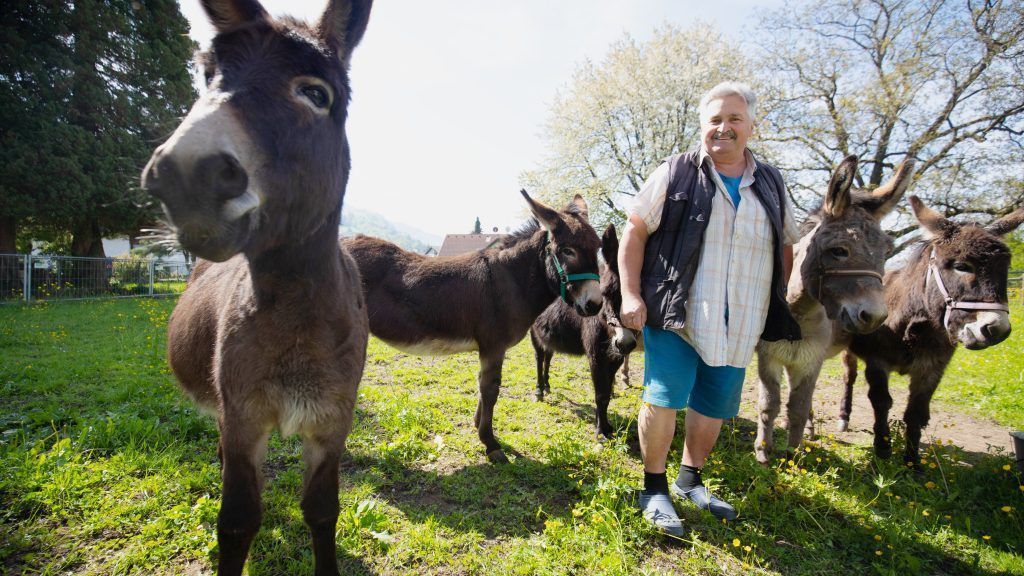 Nach Bozenau-Aus: Wo Rudi Längles Tiere jetzt grasen