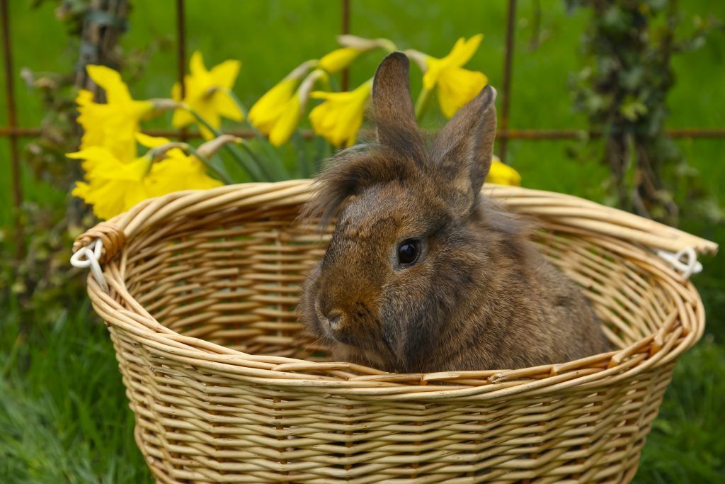 Warum der Osterhase bunte Eier bringt
