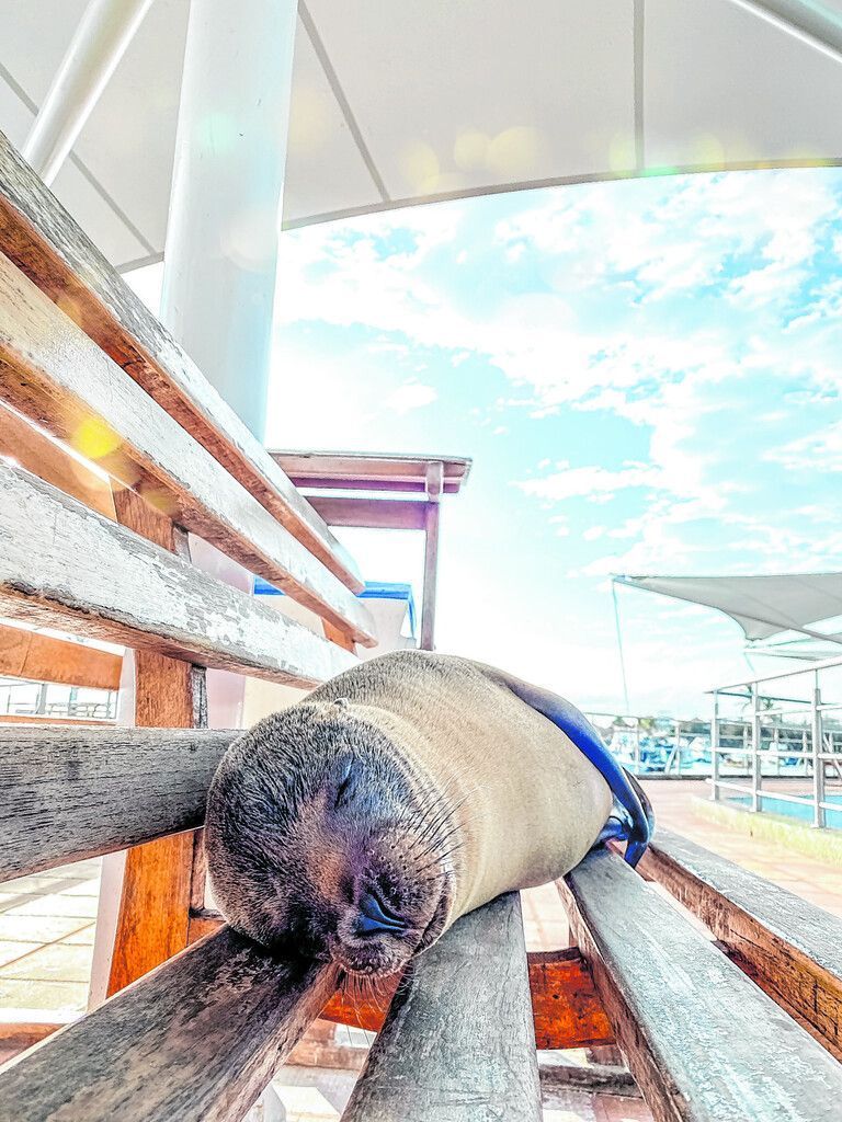 Der größte Ort der Inseln: Puerto Ayora