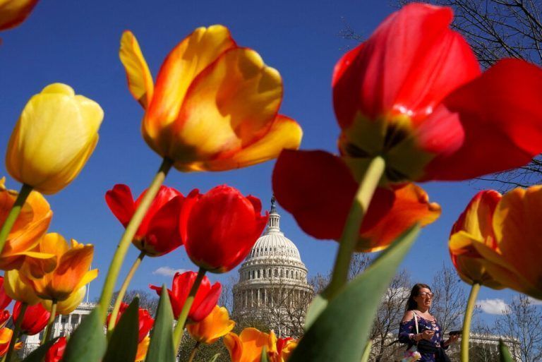 Auf dieser Aufnahme aus Washington DC ist die Kuppel des US-Kapitols zwischen blühenden Tulpen zu sehen. Reuters