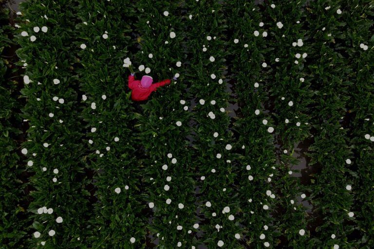 Auf einer Farm im Yangmingshan-Nationalpark in Taipeh, Taiwan, pflückt eine Frau Lilien. AFP