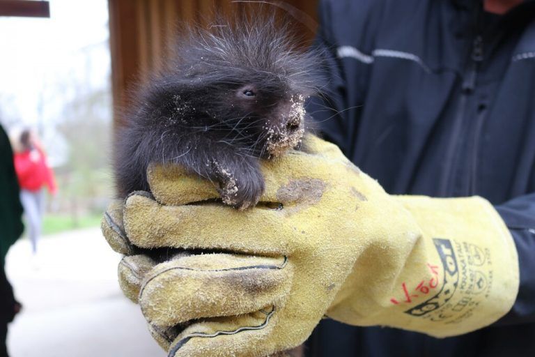 Baumstachler ähneln Stachelschweinen, gehören aber zu den Nagern.  zoo osnabrück