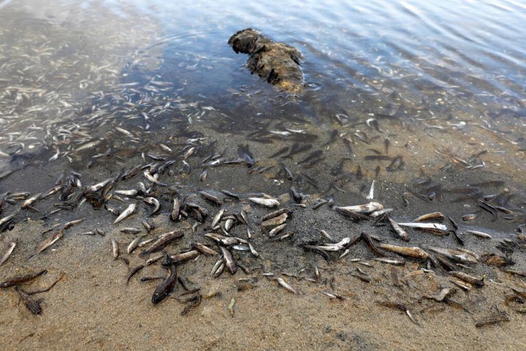 Besonders bei Hitzewellen kann es in Europas größter Salzwasser-Lagune durch Sauerstoffmangel zu einem Massensterben von Fischen und anderen Wassertieren kommen. Reuters