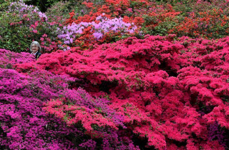 Blühende Azaleen und Rhododendron beeindrucken im Londoner Richmond Park mit ihrer Farbenpracht. Reuters