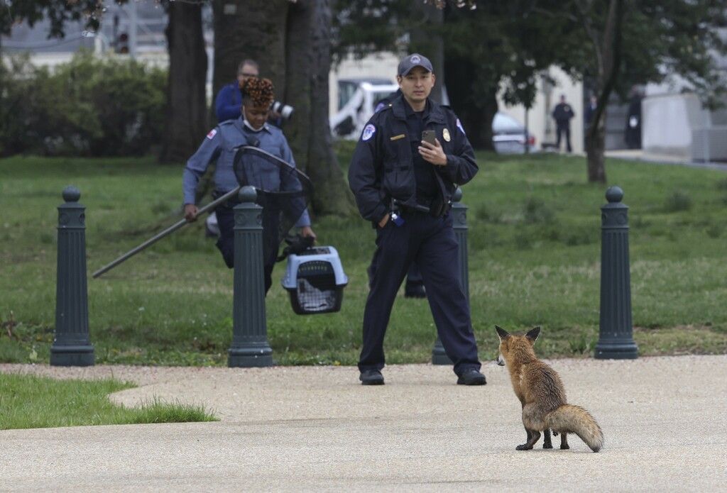 Fuchs sorgte im US-Kongress für Aufregung