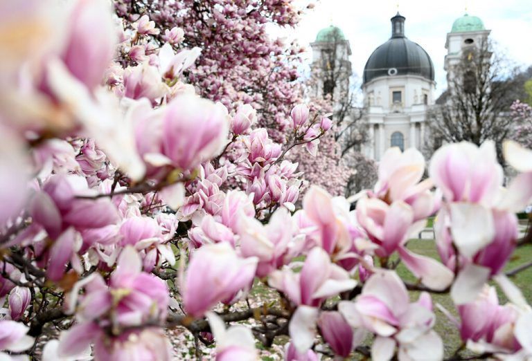 Die jährliche Blüte der Magnolienbäume am Makartplatz in Salzburg konnte sich trotz Schneefall und kalten Temperaturen durchsetzen. APA