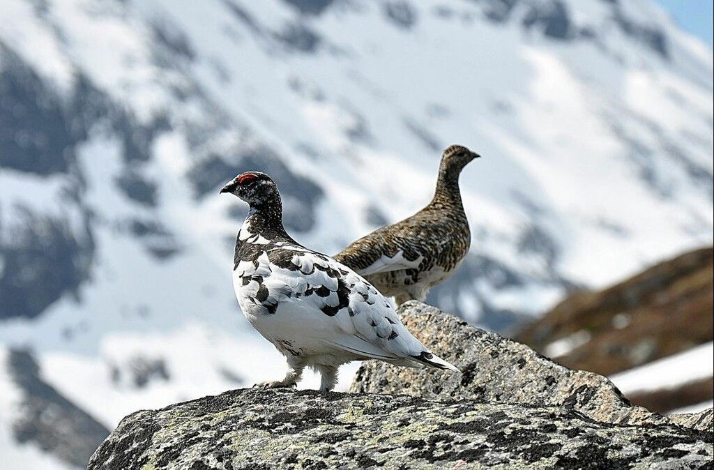 Hochgebirgsvögel gefährdet