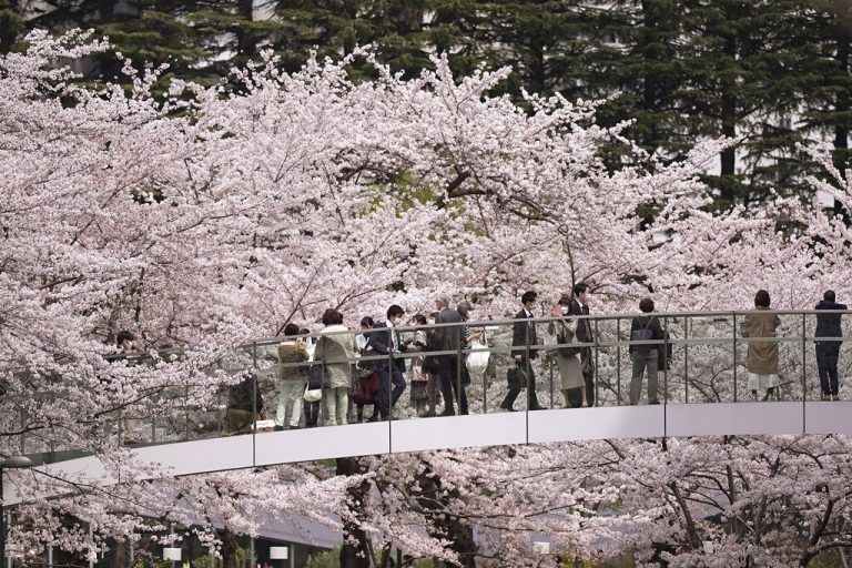 Diesen Spaziergängern im Viertel Roppongi in Tokio, Japan, bietet sich eine atemberaubende Aussicht auf Kirschblüten. AP
