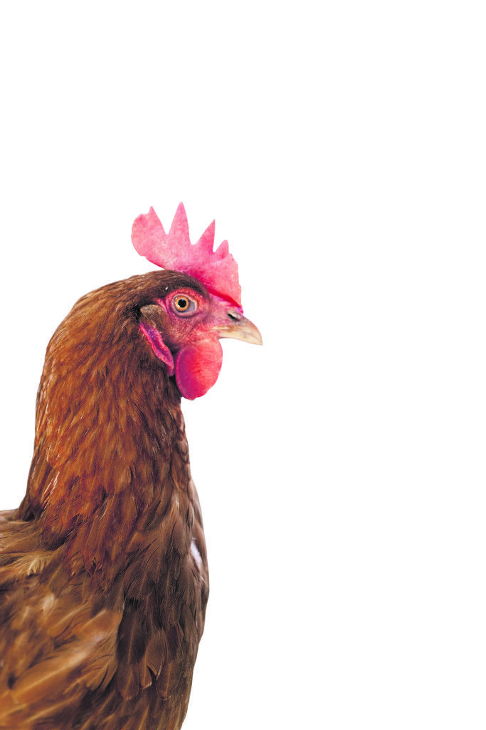 Doris und Harald Bitschnau vom Verner‘s Hof in Bartholomäberg erklären: „Auf dem Verner‘s Hof haben wir uns der Zucht und dem Erhalt des Montafoner Steinschafes verschrieben. Wir möchten das Besondere an diesen Tieren zeigen. Das Tierwohl und die Dankbarkeit vor der Natur stehen bei uns im Vordergrund. Wir sind ein Biobetrieb und verarbeiten die Produkte – wenn möglich – selber auf dem Hof. Die Edelbrandherstellung ist Harald‘s Leidenschaft. Gerne zeigt er bei der Veranstaltung ‚Reiseziel Bauernhof‘ was ein gutes Tröpfchen ausmacht. Auch unsere alpine Schauküche beziehungsweise Schaubrennerei kann an diesem Tag besichtigt werden. Dort veranstalten wir regelmäßig Koch- und Edelbrandkurse.“ Doris und Harald Bitschnau