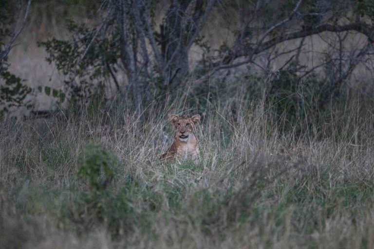 Ein Löwen-Junges blickt bei Skukuza im Kruger National Park in Südafrika neugierig aus dem hohen Gras. AFP