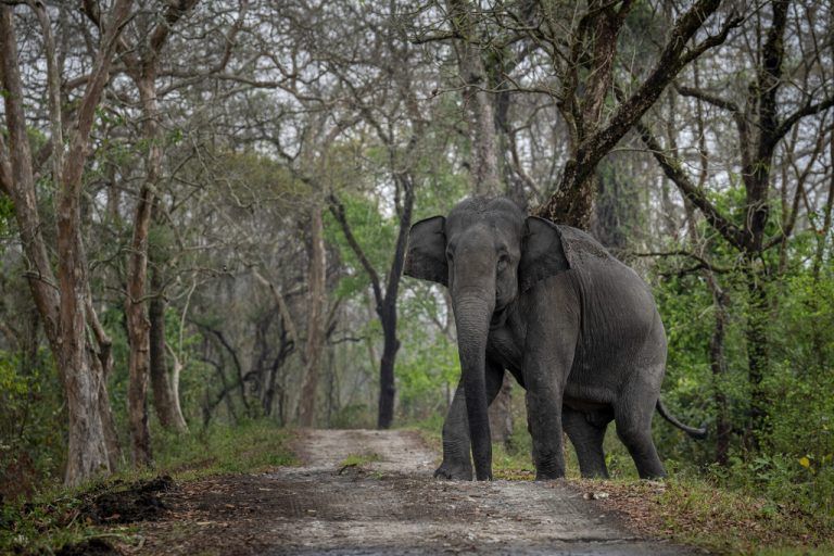 Ein wilder Elefant überquert im Kaziranga Nationalpark im nordöstlichen indischen Bundesstaat Assam eine Straße. AP