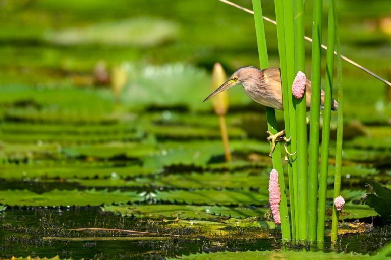 Eine gelbe Rohrdommel (Ixobrychus sinensis) ist im Parkgelände „Gardens by the Bay“ in Singapur auf der Suche nach Beute.  AFP