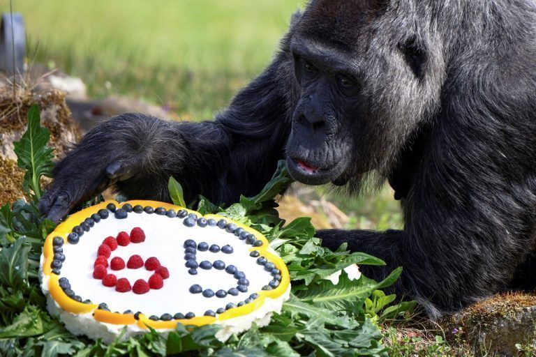 Fatou ist dem Zoo Berlin zufolge die älteste Gorilladame der Welt. Reuters