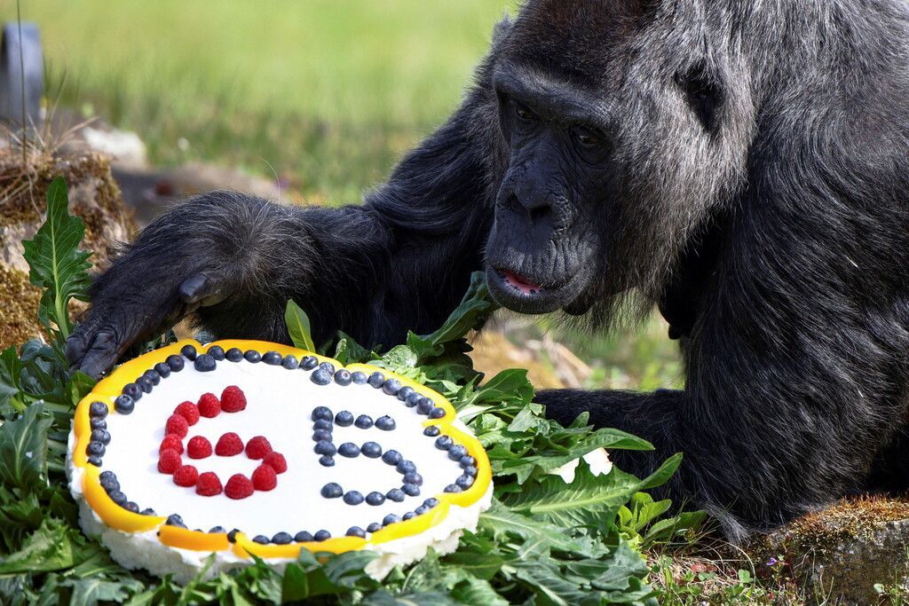 Gorilladame feiert 65. Geburtstag