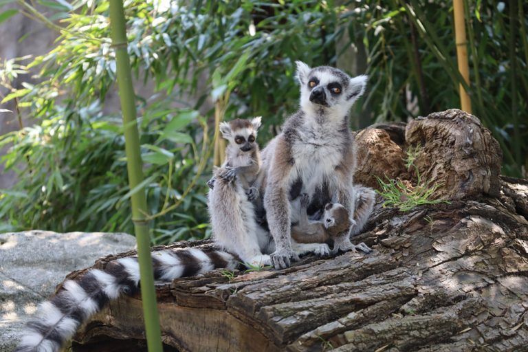 Babyboom im Zoo