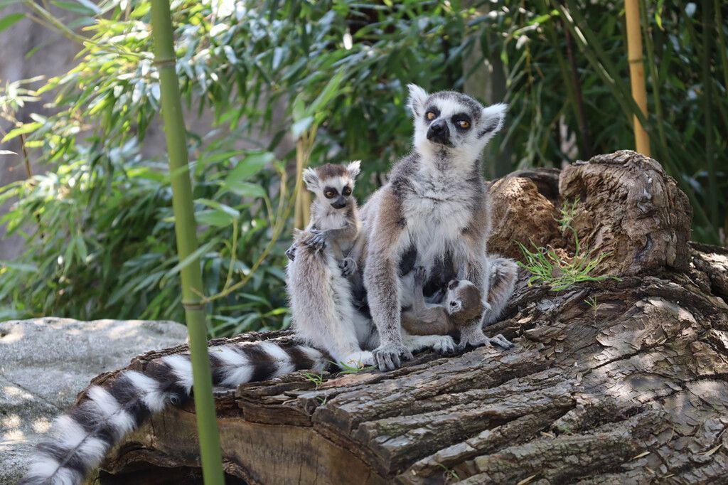 Babyboom im Zoo