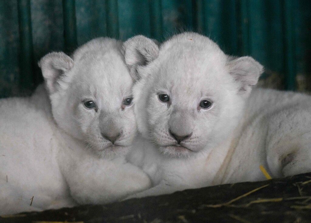Baby-Boom im Zoo
