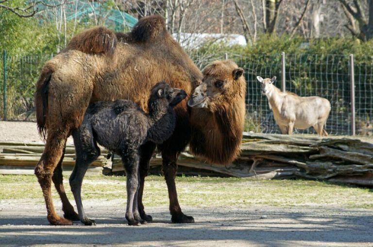 Kleines Trampeltier