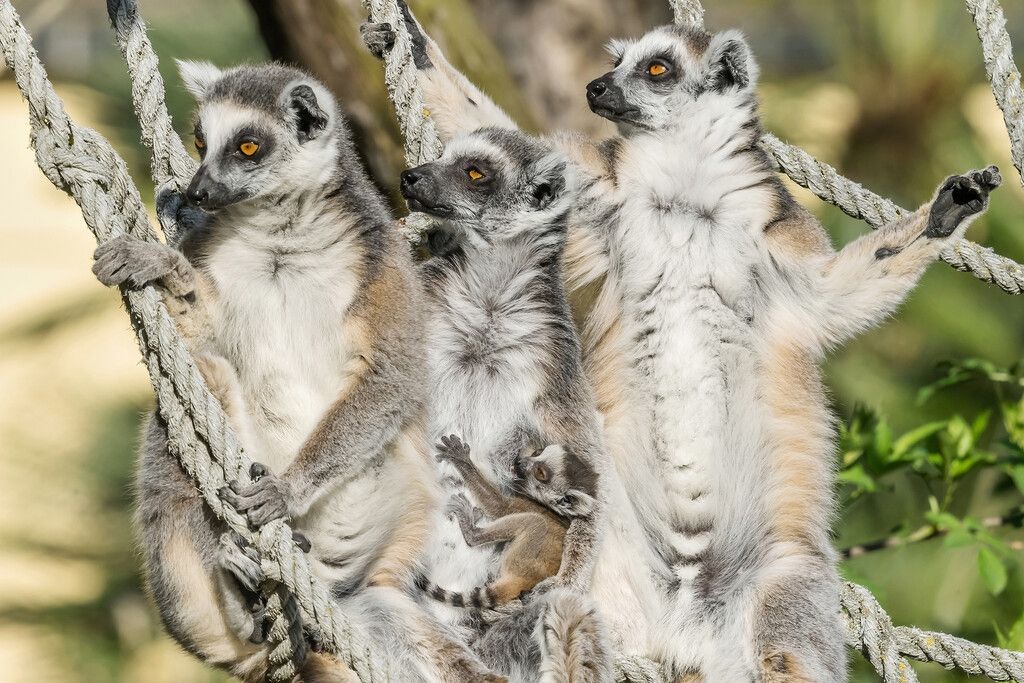An Mama gekuschelt