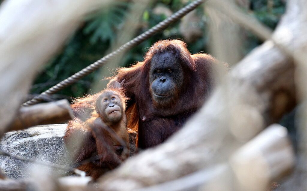 Rekord-Orang-Utan feiert Geburtstag