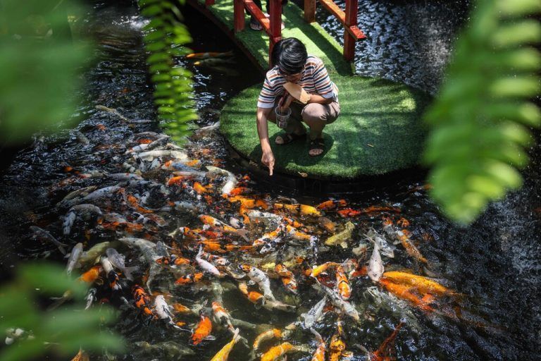 Im Teich eines Restaurants füttert eine Frau in Chiang Mai, Thailand, zahlreiche bunte Karpfen. AFP