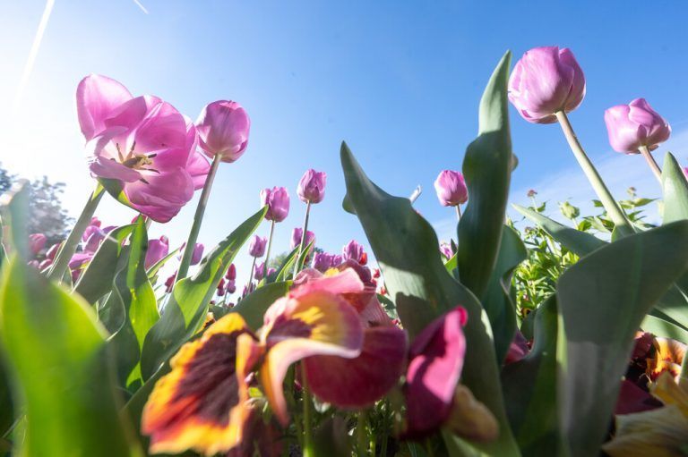 In der Morgensonne blühen Tulpen und Stiefmütterchen in einem Beet in Bellheim, Rheinland-Pfalz. APA/DPA
