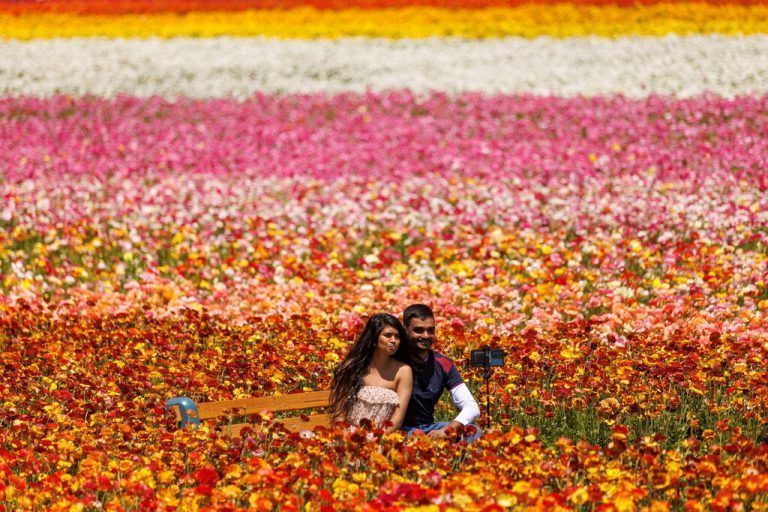 In einem Meer bunter Blumen fotografiert sich ein Pärchen in Carlsbad im US-Bundesstaat Kalifornien selbst. Reuters