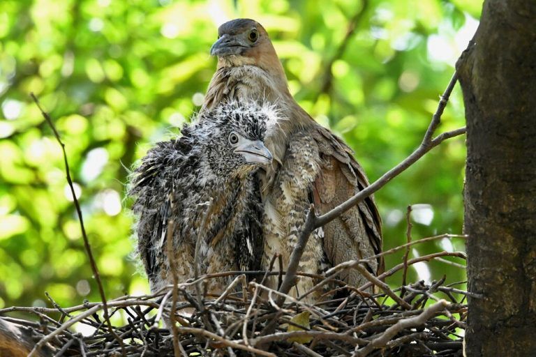 In einem Park in Taipeh, Taiwan, blickt ein Nachtreiher-Küken neben seiner Mutter aus dem gemeinsamen Nest. AFP