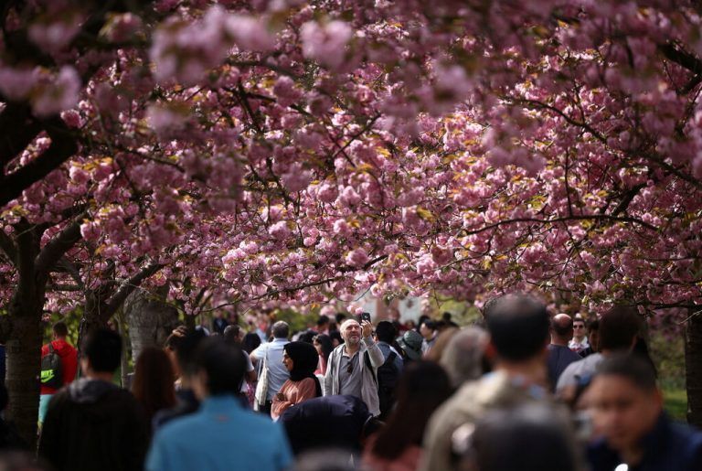 Nicht Japan, sondern London: Die Kirschblüte im Greenwich Park sorgt für erhöhtes Touristenaufkommen. REUTERS/Henry Nicholls