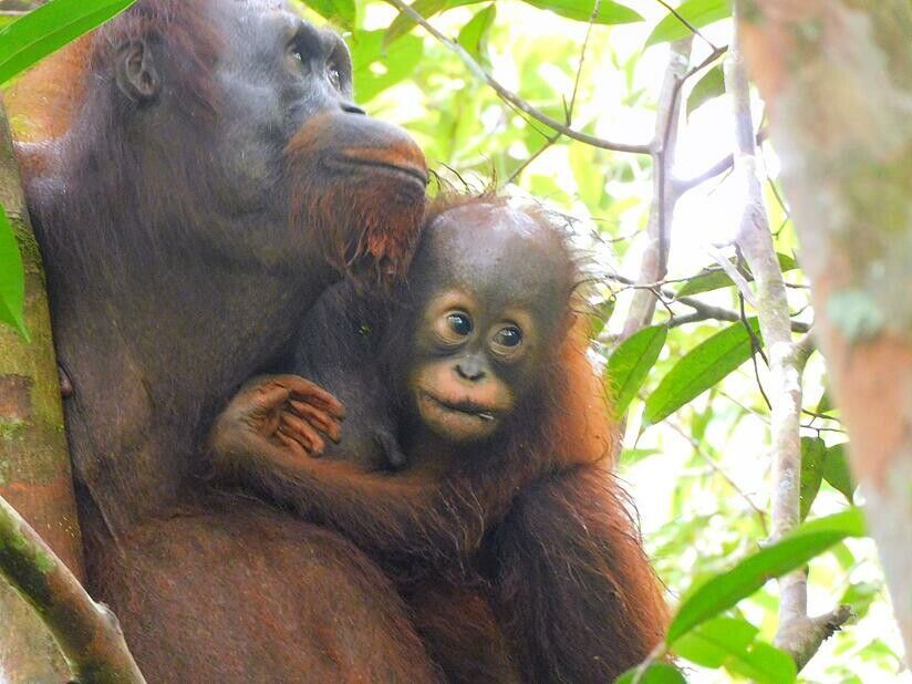 Freude über Orang-Utan-Baby