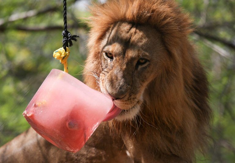 Rekordtemperaturen suchen gerade Mexiko heim, sie machen auch vor Löwe Abraham im Animaya Zoo von Merida keinen Halt. REUTERS