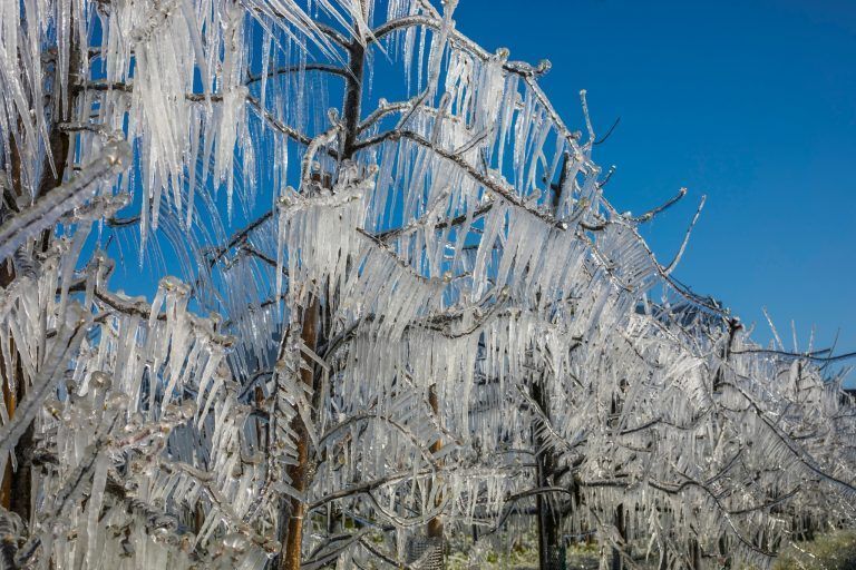 Frostberegnung von Obstkulturen sorgt für bizarre Eislandschaften. Diese Art des Frostschutzes war heuer kaum notwendig. <span class="copyright">VN/Paulitsch</span>