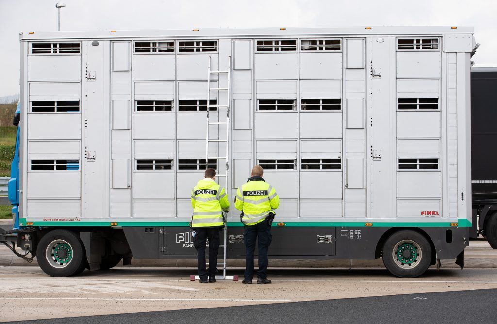 Warum die EU-Kommission bei Tiertransporten Österreich als Vorbild nehmen kann