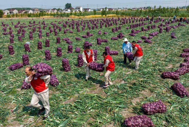 Bauern tragen Säcke mit Zwiebeln auf einem Feld in Taizhou in der östlichen chinesischen Provinz Shandong. afp