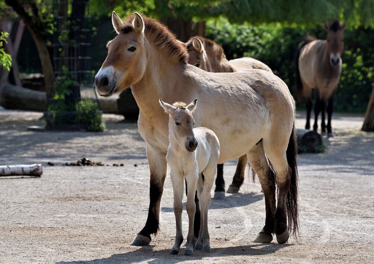 Die kleine Stute „Viola“ weicht ihrer Mutter „Luna“ nicht von der Seite. Zoo Köln/schlosser
