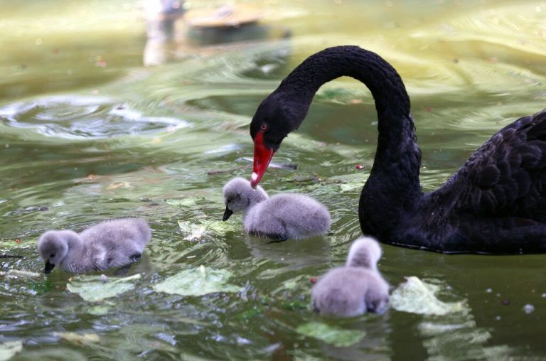 Ein schwarzer Schwann kümmert sich um seine gerade geschlüpften Küken im Kugulu Park in Ankara. AFP