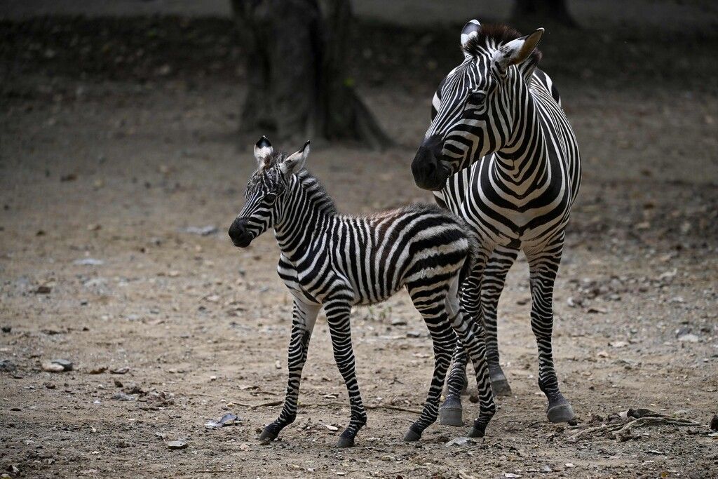 Nachwuchs im Cali-Zoo
