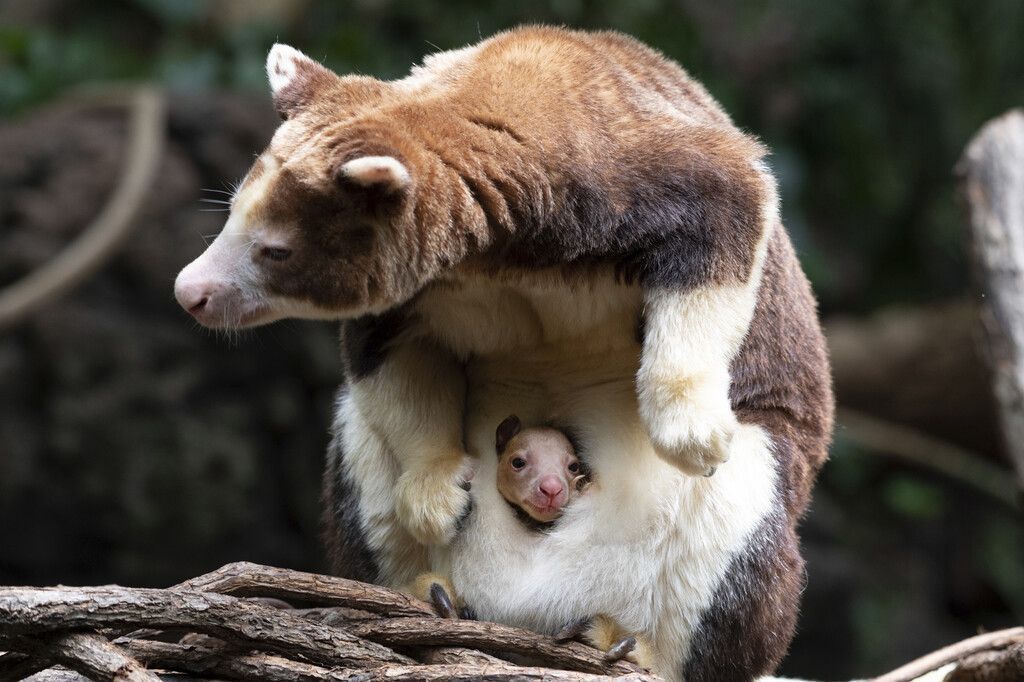 Kleines Känguru