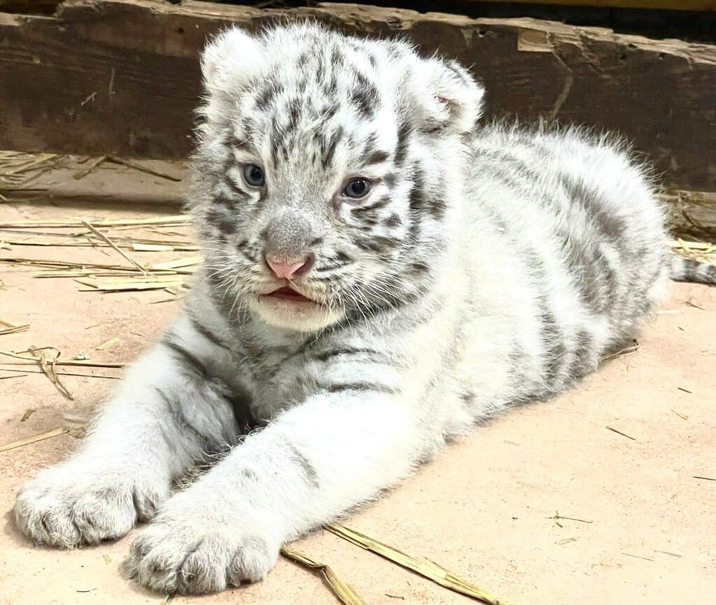Kleiner Königstiger