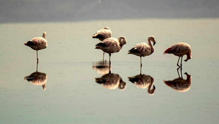 Flamingos sind in der Laguna Chaxa zu sehen. Diese zählt zum Salar de Atacama und ist Teil des Nationalreservats Los Flamencos in Chile. AFP
