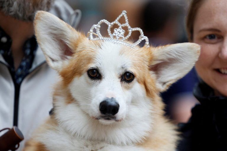 Hündchen Lois trägt eine Krone während einer Corgi-Parade im Rahmen der Feierlichkeiten zum Thronjubiläum der Queen in Ottawa. Reuters